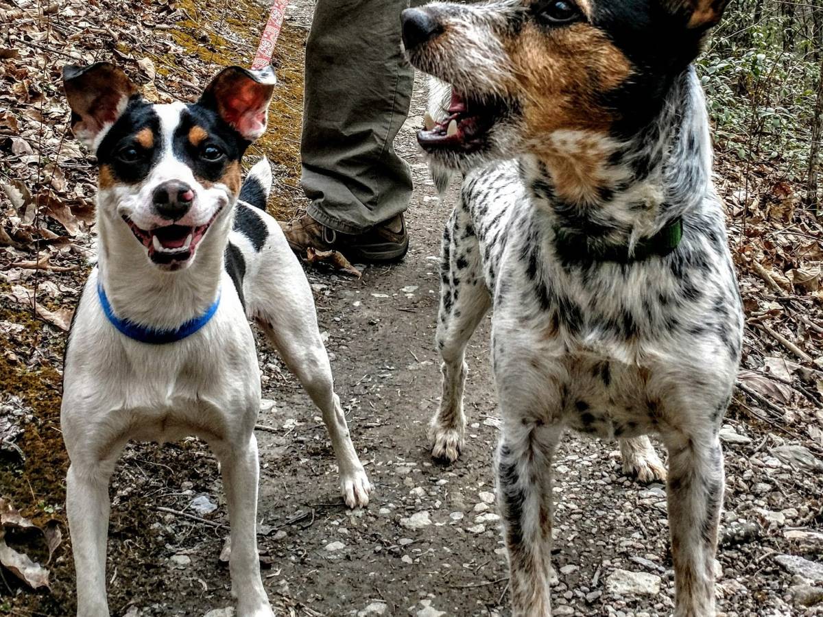 Road Trip Safety with&nbsp;Dogs